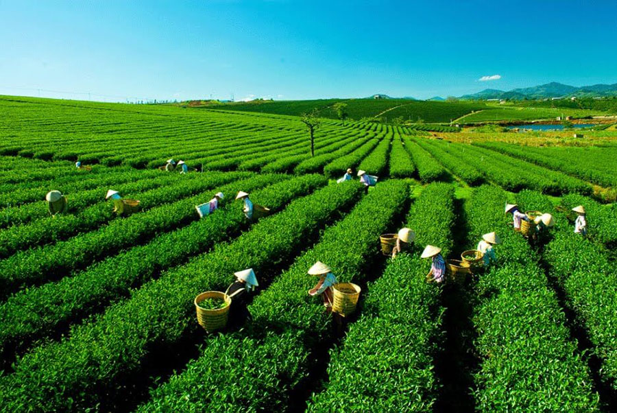 Vùng trà Thái Nguyên 