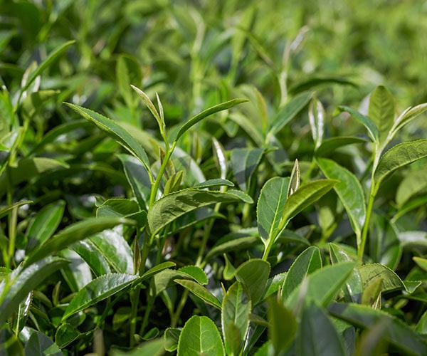 Các loại trà Việt cao cấp, thơm ngon nổi tiếng tại Việt Nam