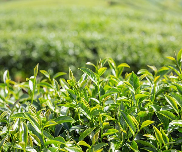 Các loại trà xanh Thái Nguyên ngon nổi tiếng hiện nay