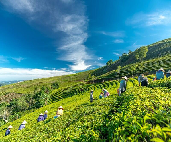 Showcasing the notable tea plantation regions in Vietnam